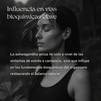 Ashwagandha - 60 Cápsulas