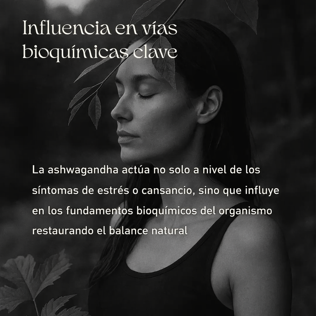 Ashwagandha - 60 Cápsulas